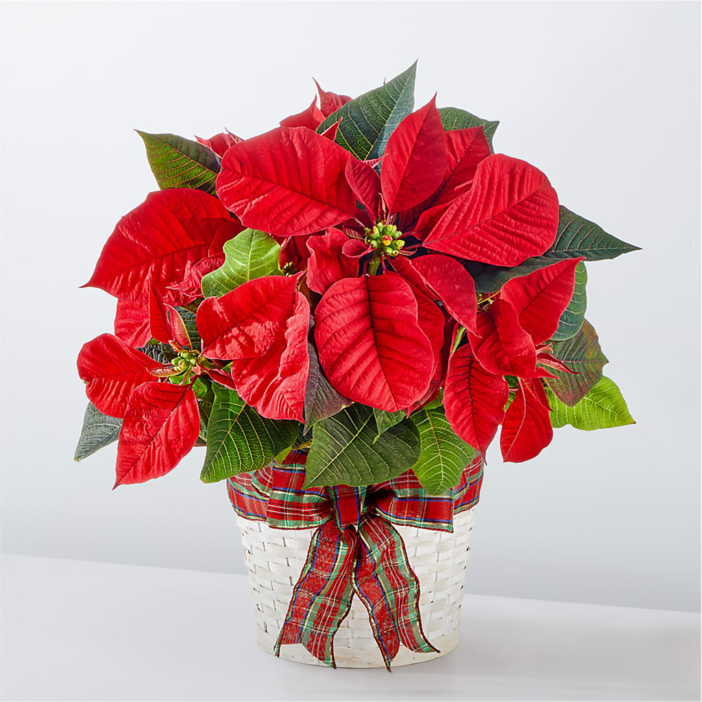 Happiest Holidays Poinsettia – Corona Rose Flowers, Corona CA