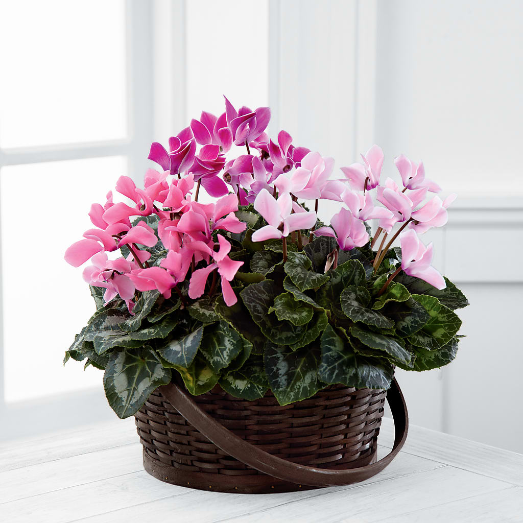 Mixed Cyclamen Planter – Corona Rose Flowers, Corona CA