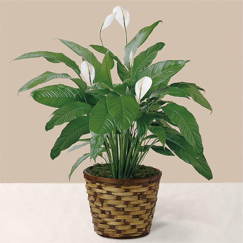 Tranquil Moments Peace Lily Plant – Corona Rose Flowers, Corona CA