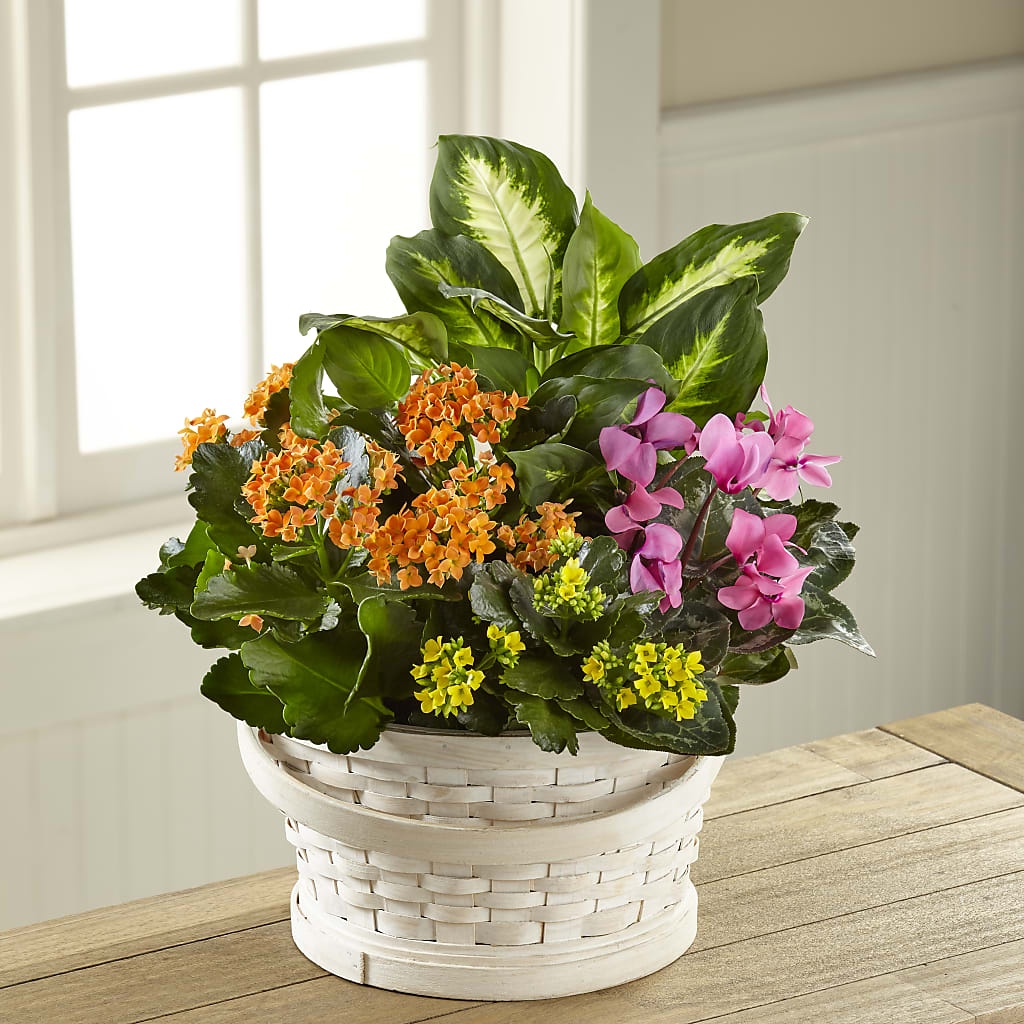 Color Crush Dishgarden – Corona Rose Flowers, Corona CA
