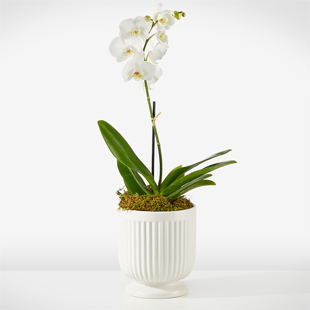 Whispering White Orchid – Corona Rose Flowers, Corona CA