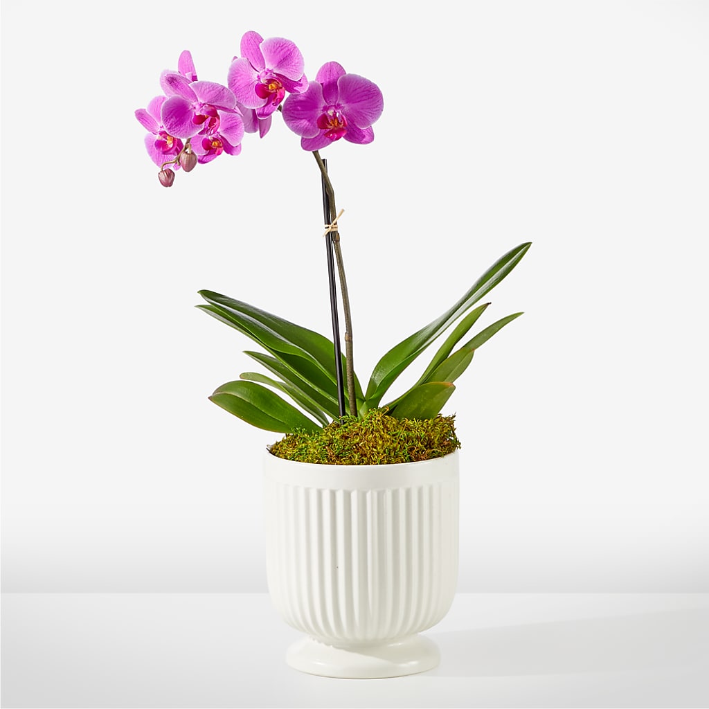Friendly Fuchsia Orchid – Corona Rose Flowers, Corona CA