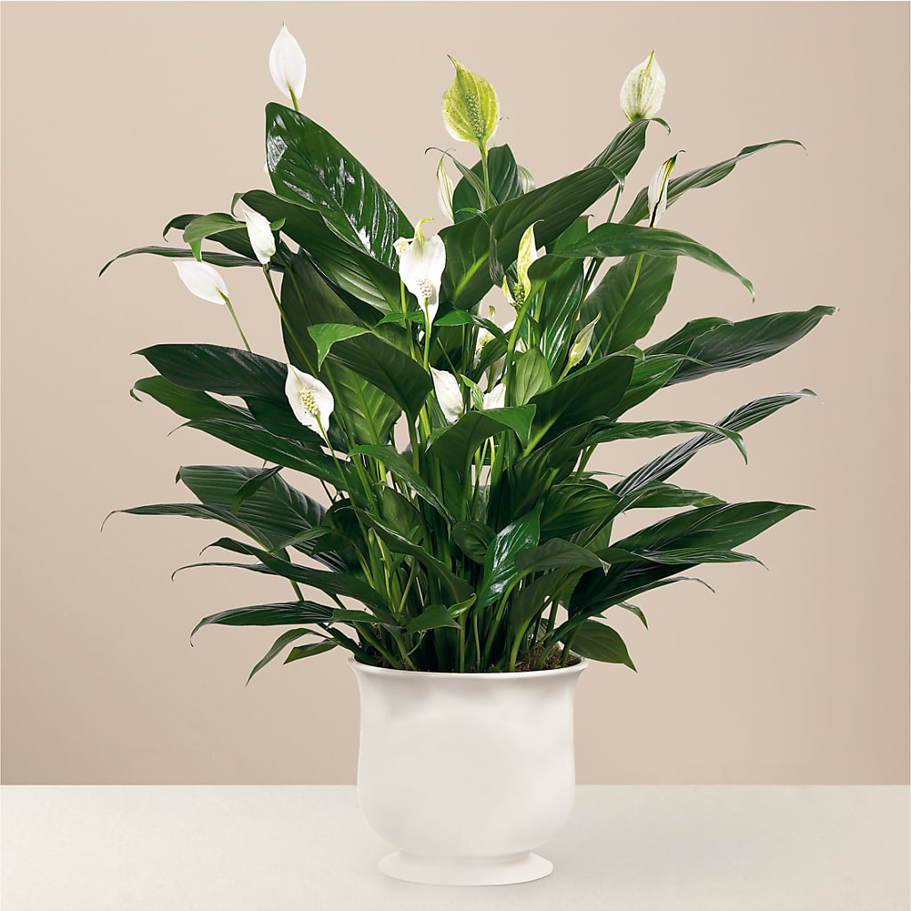 Comfort Planter – Corona Rose Flowers, Corona CA