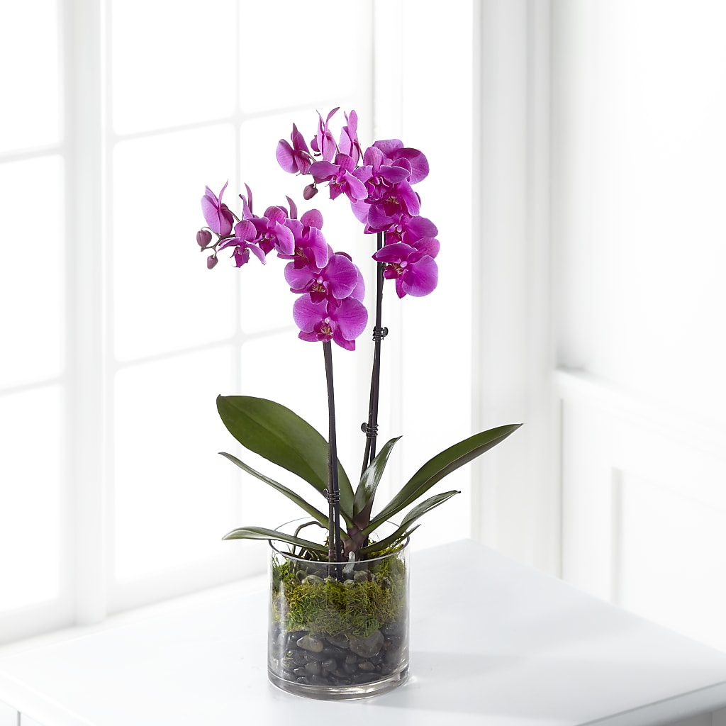 Pink Orchid Plant – Corona Rose Flowers, Corona CA