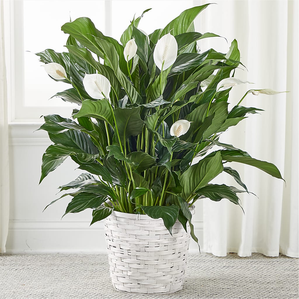 A New Leaf Peace Lily – Corona Rose Flowers, Corona CA