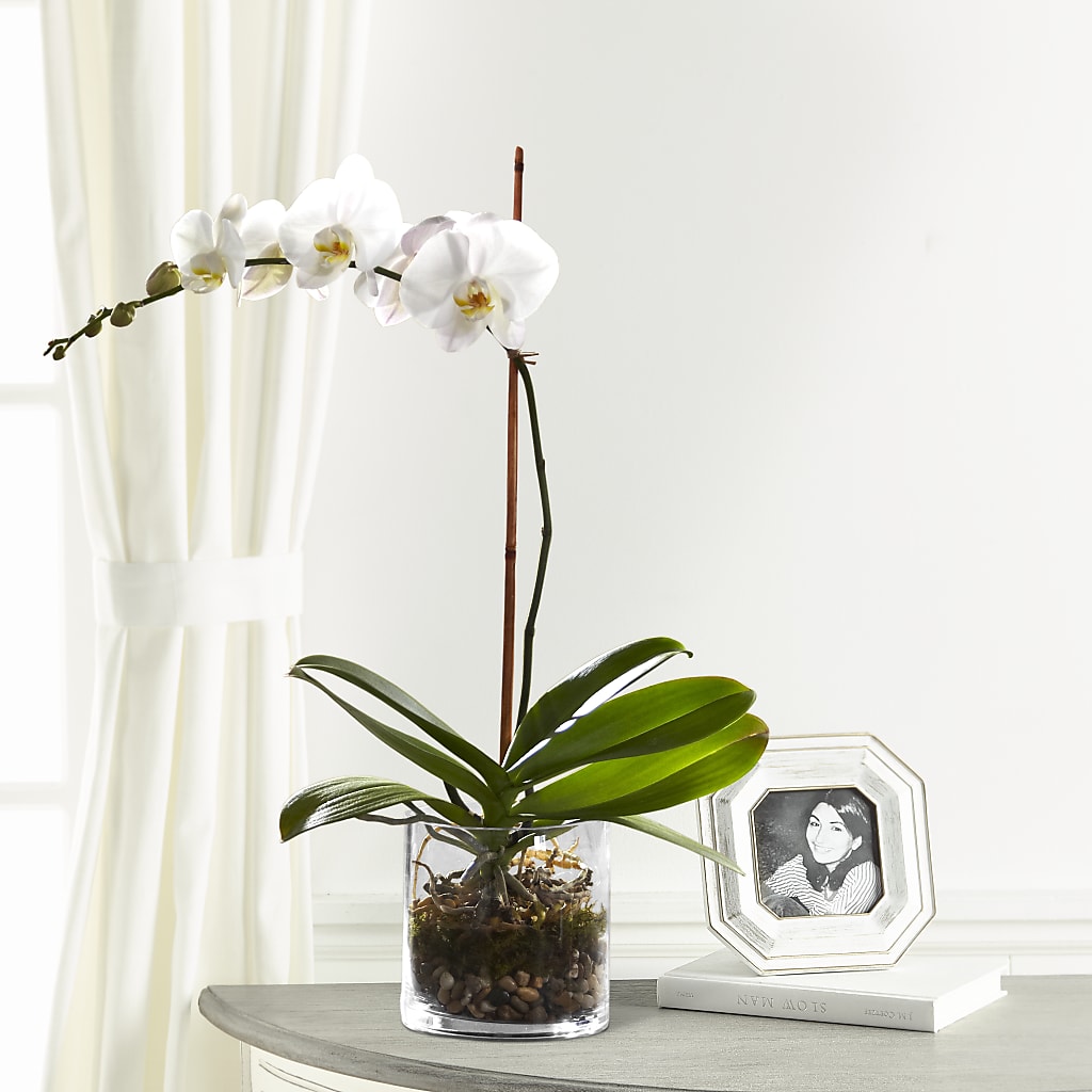 White Orchid Planter – Corona Rose Flowers, Corona CA