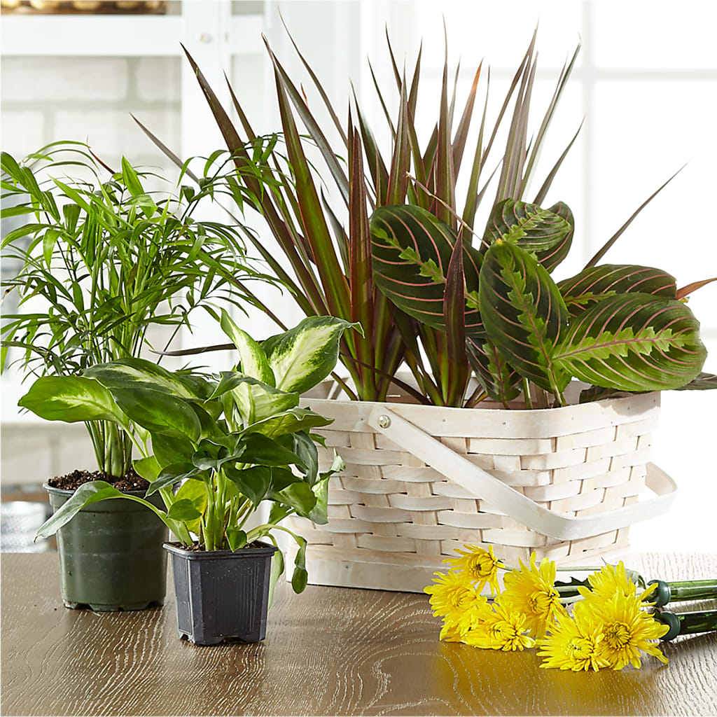 Florist Designed Blooming and Green Plants in a Basket –  Corona Rose Flowers, Corona CA