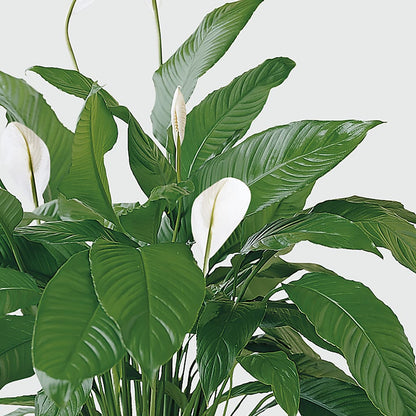 Tranquil Moments Peace Lily Plant –  Corona Rose Flowers, Corona CA
