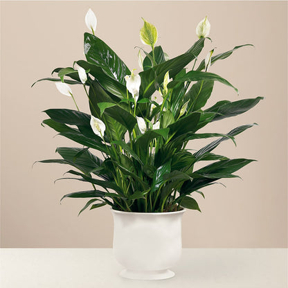 Comfort Planter –  Corona Rose Flowers, Corona CA