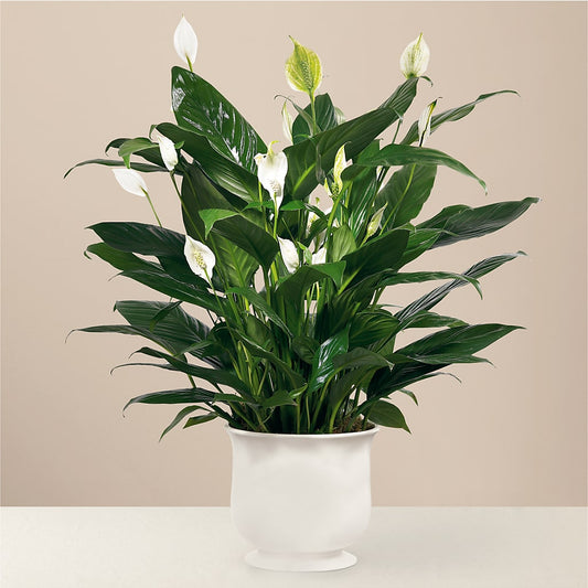 Comfort Planter –  Corona Rose Flowers, Corona CA