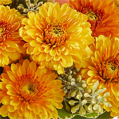 Peachy Pumpkin –  Corona Rose Flowers, Corona CA