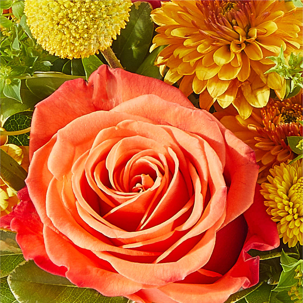Gourdgeous Pumpkin –  Corona Rose Flowers, Corona CA