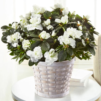 White Azalea Plant –  Corona Rose Flowers, Corona CA