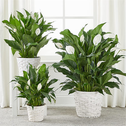 A New Leaf Peace Lily –  Corona Rose Flowers, Corona CA