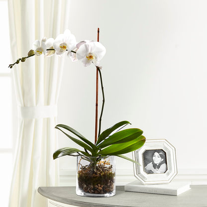 White Orchid Planter –  Corona Rose Flowers, Corona CA