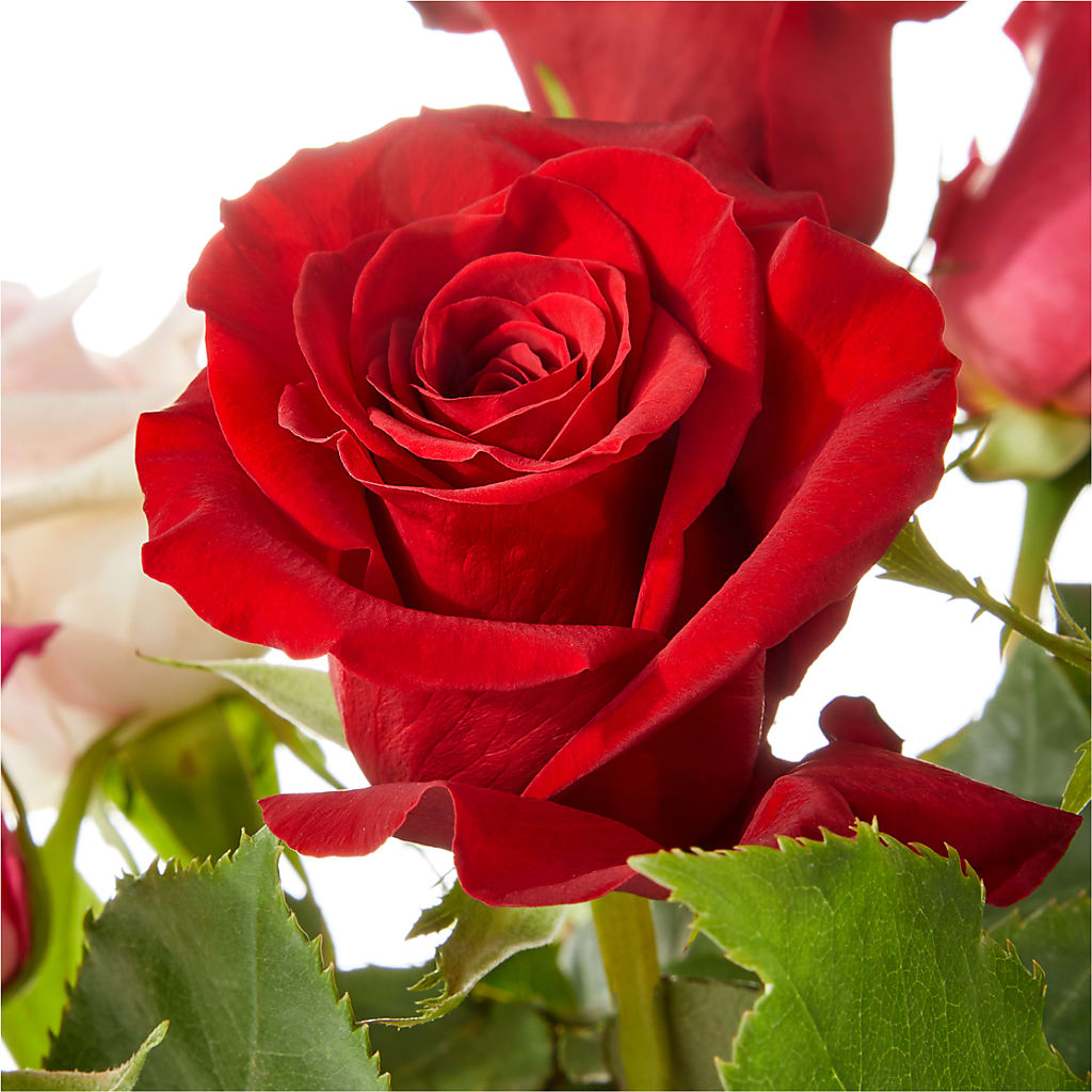 Love Notes Rose Bouquet –  Corona Rose Flowers, Corona CA